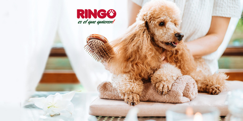 aromaterapia para perros